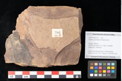 Foto (Objekt + Etikett) von Quercus palaeoilex Ettingshausen (NHMW-GEO-2024-0188-0783)